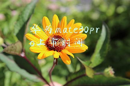 华为mate30pro上市时间及价格(华为二手机正式上线！Mate30Pro售价5399元，被网友吐槽)