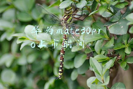 华为mate30pro(Mate30 Pro老用户升级鸿蒙系统：这三大感受完全变了)