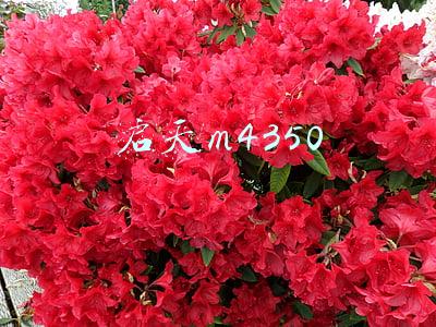 启天m4350