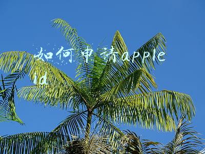 ipad如何申请apple ID(iPad使用手册篇-Apple ID 和 iCloud 的设置)