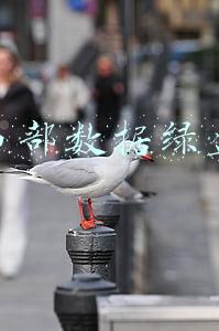 西部数据绿盘