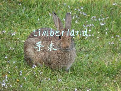 timberland手表