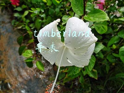 Timberland手表电池(男生戴错这几种配饰，女生看了就想给你一个过肩摔)