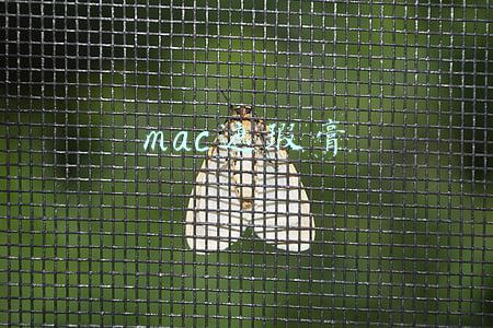 mac遮瑕膏