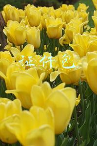 证件包