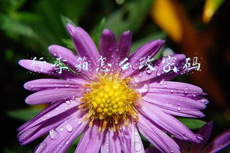 行李箱怎么改密码视频(小学生吐槽“青少年模式”：设置不走心！内容太低幼，破解密码一点不难)