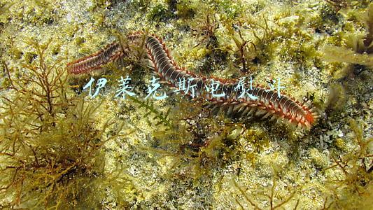 伊莱克斯电熨斗