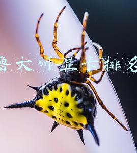鲁大师显卡排名