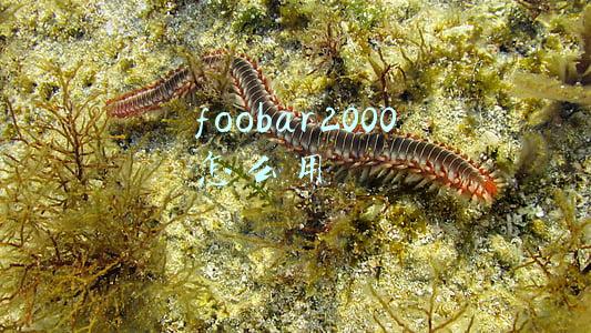 foobar2000怎么用