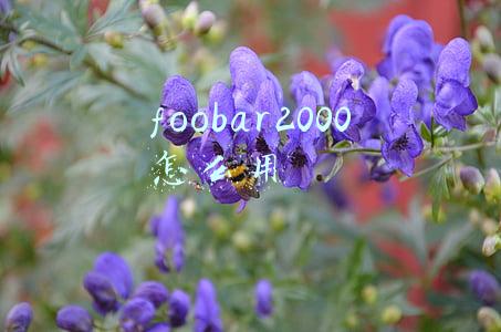 foobar2000怎么用BBE插件包(以太坊创世区块与链配置载入分析)