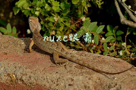 nuxefx.com(李嫣带你看妈妈王菲都用些什么)