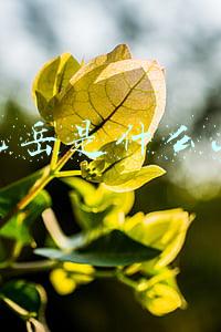 北岳是什么山