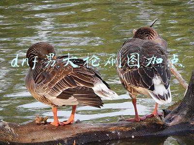 dnf男大枪刷图加点