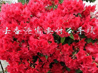 去香港需要什么手续