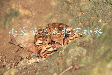 小天鹅洗衣机不排水怎么办显示E2(江苏家电‖会员特价(9月1日))