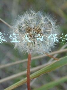 丁家宜美白保湿霜