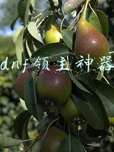 dnf领主神器