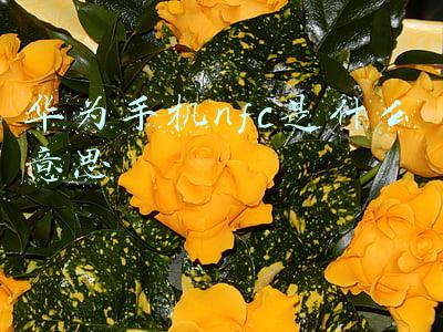 华为手机nfc是什么意思功能(没用过华为手机NFC？怪不得你不知道它有多强大，真是白白浪费了)