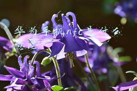 华为手机NFC是什么意思(华为必须知道的NFC功能，花粉：真心强，网友：几千块值了)