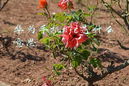 华为手机里的nfc是什么意思(华为手机的NFC到底该怎么用？看完这些你就会懂，别浪费这些功能)
