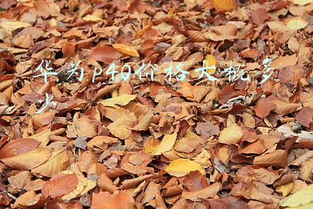 华为p40现在价格多少(4188元起！华为P40国行正式发布，神秘新品更是惊喜)