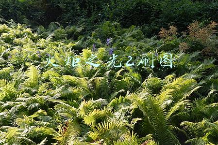 火炬之光2刷图