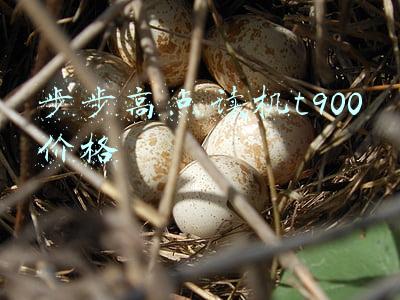 步步高点读机t900驱动(徐洪飞：众泰汽车北京车展新形象开启新征程)