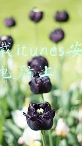 如何下载itunes安装到电脑上(Windows用户如何注册与安装cpolar)