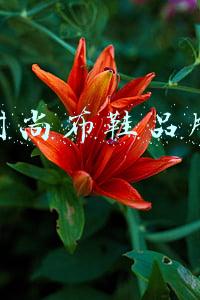 时尚布鞋品牌