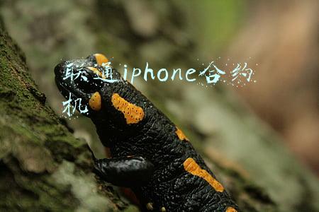 联通iphone合约机可以刷成全网通么(各版本iPhone 全解析，看完才明白为什么卡贴机那么便宜)