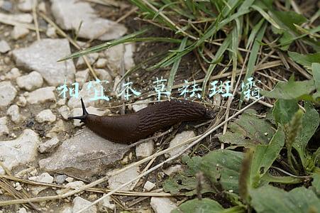 相宜本草祛斑霜