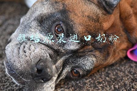 雅培原装进口奶粉价格(雅培中国召回喜康宝贝添 天猫店铺已下架)