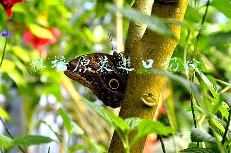 雅培原装进口奶粉益力佳疫情期间能买吗(“黑蚂蚁”？塑料片？雅培奶粉再陷“杂质门”？)