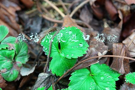 雅培儿童奶粉(雅培1段奶粉检出香兰素？6个月以下的宝宝还能吃吗？)