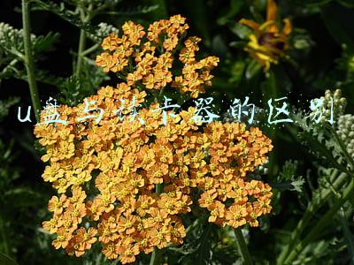 读卡器和u盘作用一样吗(你手机有OTG功能吗？读卡器已经支持U盘连接手机了？是我OUT了？)