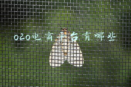 o2o电商平台有哪些