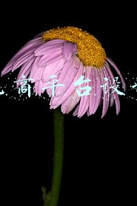 电商平台设计有哪些(电商海报设计解析大全，记得收藏)