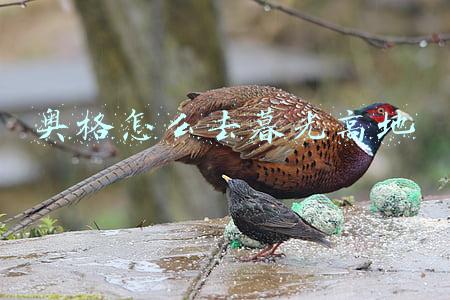 奥格怎么去太阳井高地(wow从奥格怎么去达拉然啊？)