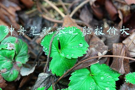 神舟笔记本电脑报价大全