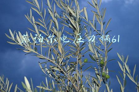 苏泊尔电压力锅胶圈(哈市消协支招咋选电压力锅 密封圈无变形 五口家庭选5升)