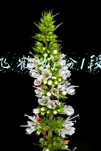 飞鹤奶粉1段
