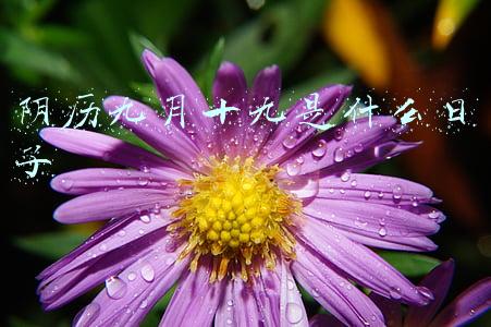 阴历9月9日是什么日子(到夏门的第十天)