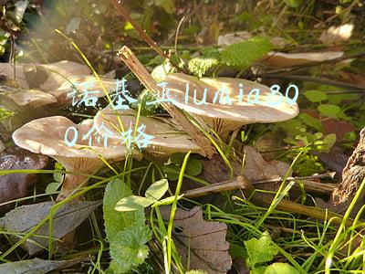 诺基亚lumia800价格