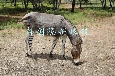 韩国隐形眼镜