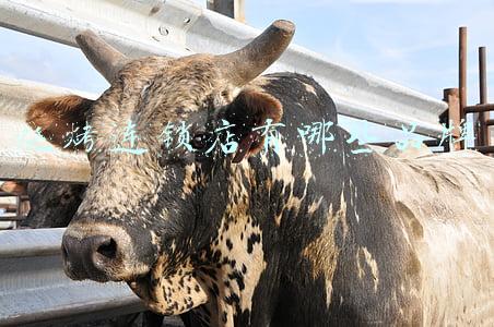 烧烤品牌店十大牌子(2020中国烧烤十大品牌出炉：下一个餐饮巨头有望出现)