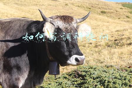 调研提纲怎么写(中基协下发调研提纲！基金业文化建设、人才建设将大力推动，调研提及短期功利行为、薪酬激励约束问题)