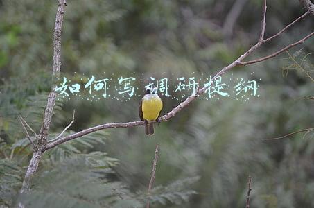 如何撰写调研报告提纲(如何写好调研文章)
