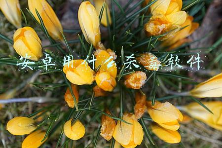 安卓用什么软件连接电脑(手机投屏电脑的免费软件，电脑操作手机必备神器，同步操作零延迟)