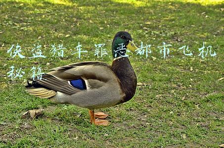 侠盗猎车罪恶都市飞机秘籍是多少(多年了，你还记得这款游戏吗？当年有多少人玩过这款游戏啊附秘籍)