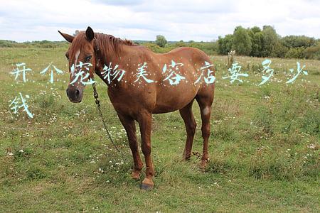 开一家宠物美容店需要多少钱-宠物美容店投资多少钱